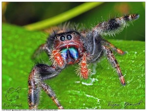 Самые удивительные пауки  