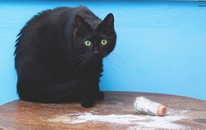 К чему ребенок или кошка рассыпала соль